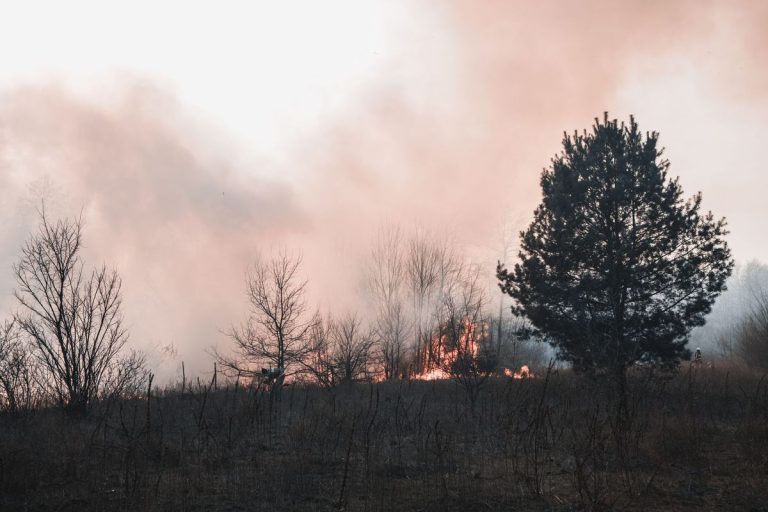 Wiltshire Wildfires Lead to Major Incident Declaration