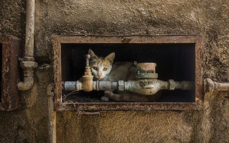 Birmingham Alley Cats Found in Sealed Boxes Spark RSPCA