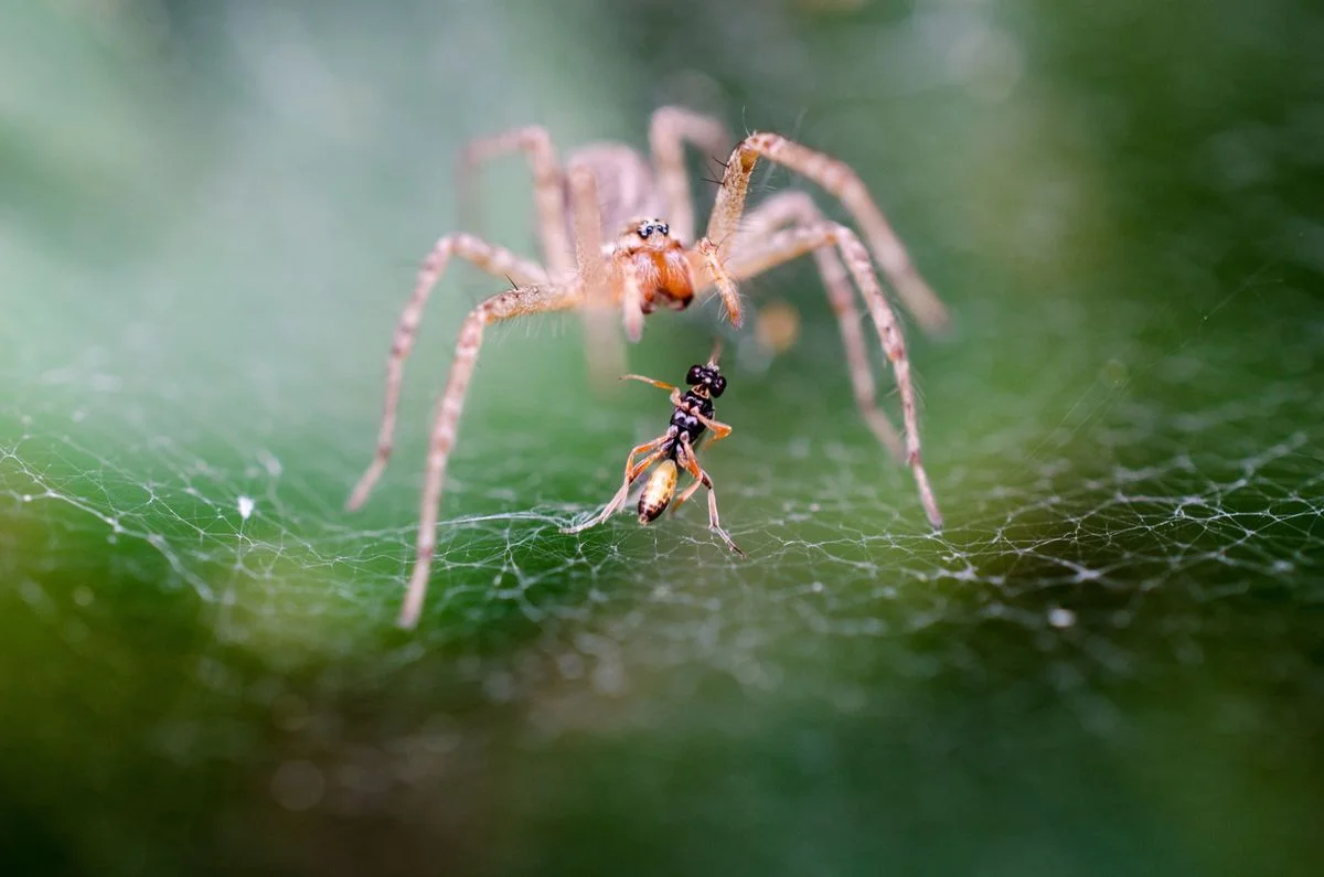 New 'Ballista Spider' Discovery: A Spring-Loaded Hunter