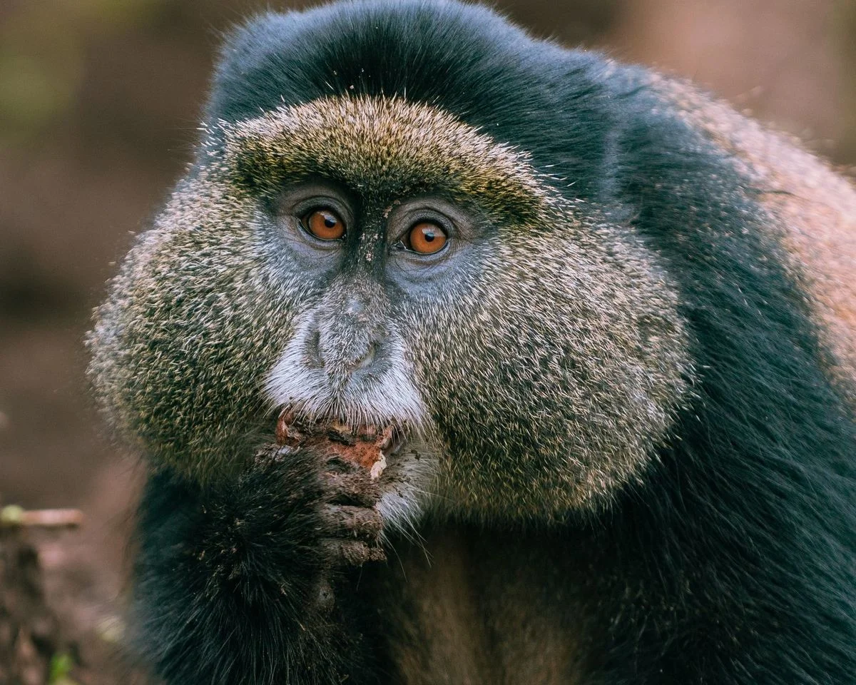 New Orange-Lipped Monkey Species Discovered in Congo